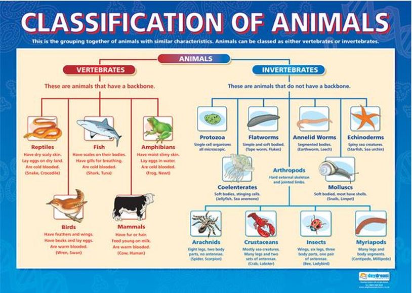 Animal Kingdom Classification Chart Pdf